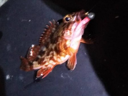 クロムツ、コノシロがまた湾内に入り出しまし…